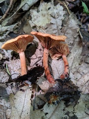 Lactarius subserifluus