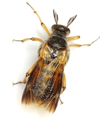 Ripiphorus rex