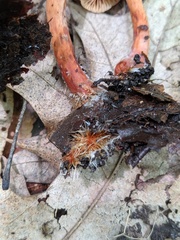 Lactarius subserifluus