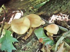 Marasmius cystidiosus