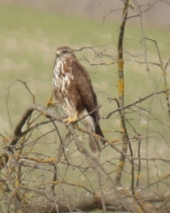Buteo buteo