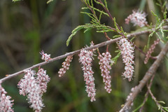 Tamarix dalmatica