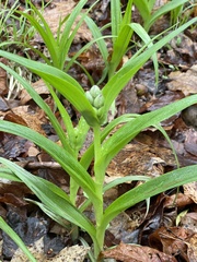 Tradescantia ernestiana
