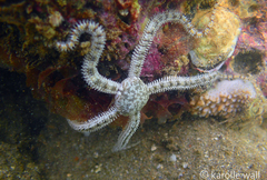 Ophiocoma brevipes