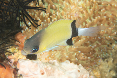Pycnochromis retrofasciatus