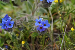 Alkanna tinctoria