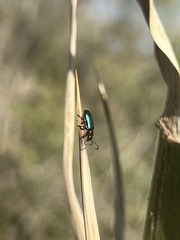 Pseudoluperus maculicollis