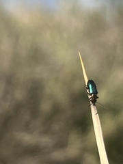 Pseudoluperus maculicollis