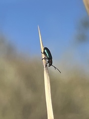 Pseudoluperus maculicollis