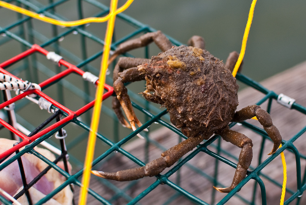 portly spider crab