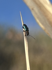 Pseudoluperus maculicollis