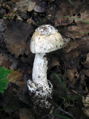 Amanita murrilliana