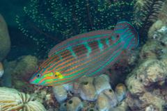 Halichoeres melanurus