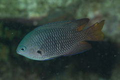 Pomacentrus philippinus