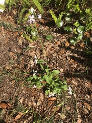 Angiospermae