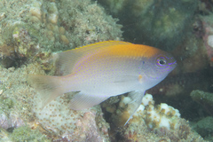 Chrysiptera chrysocephala