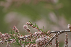 Tamarix dalmatica