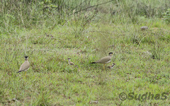 Vanellus malabaricus