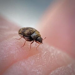 Anthrenus fuscus