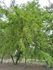 Vachellia pringlei