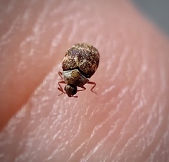 Anthrenus fuscus