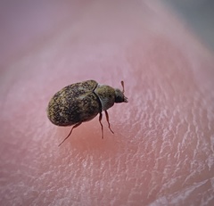 Anthrenus fuscus