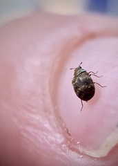 Anthrenus fuscus