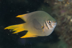 Neoglyphidodon nigroris