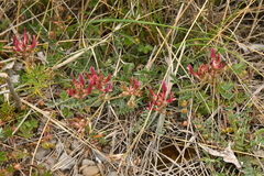 Astragalus incanus incanus