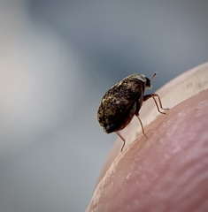 Anthrenus fuscus