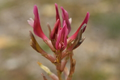 Astragalus incanus incanus