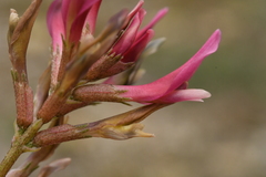 Astragalus incanus incanus