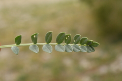 Astragalus incanus incanus