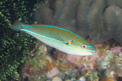 Stethojulis interrupta