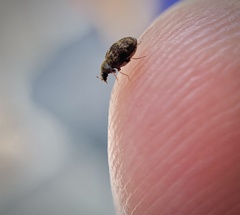 Anthrenus fuscus