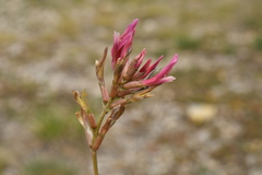 Astragalus incanus incanus
