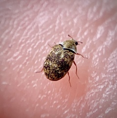 Anthrenus fuscus