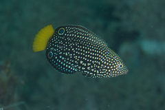 Yellowtail Wrasse photo 4