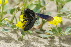 Anthophila