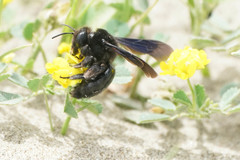 Anthophila