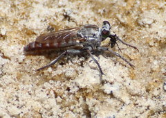 Stichopogon colei