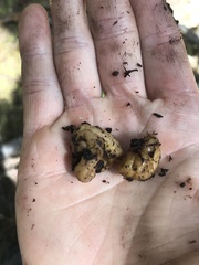 Hydnotrya variiformis