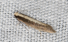Monopis ethelella