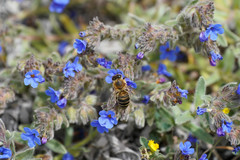 Apis mellifera