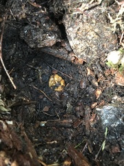 Hydnotrya variiformis