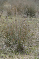 Juncus acutus