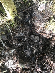 Hydnotrya variiformis