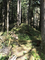 Hydnotrya variiformis