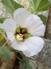 Malva subovata