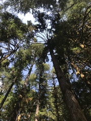 Hydnotrya variiformis